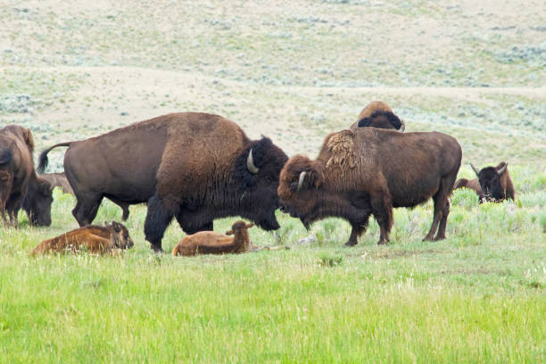 istock American Bison family 1342158010