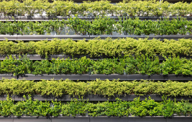 Wall of a building covered with plants