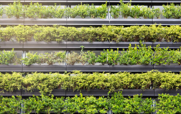 istock Wall of a building covered with plants 1342158049