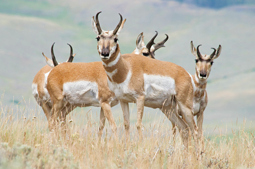 Pronghorn in late summer.