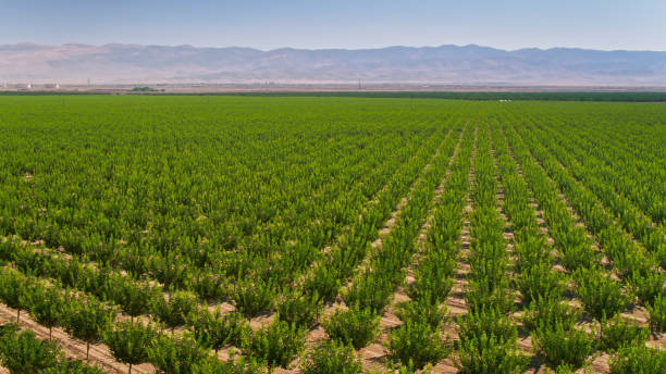 istock California Orchard Reaching Towards Horizon 1342159609