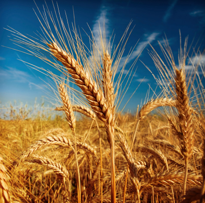 wheat field close up