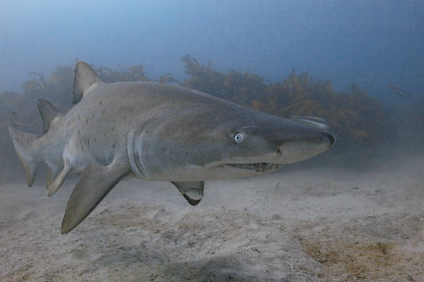 gros plan d’un requin nourrice gris - sand tiger shark photos et images de collection
