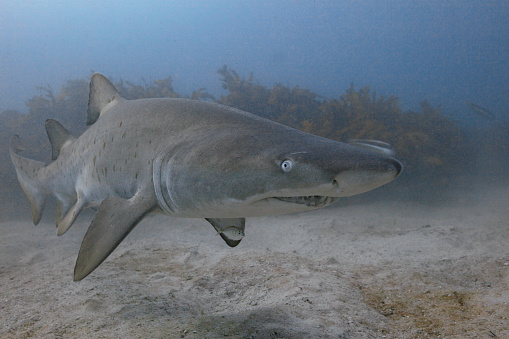 Close Up of a Grey Nurse Shark