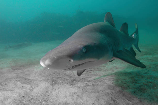 Close Up of a Grey Nurse Shark