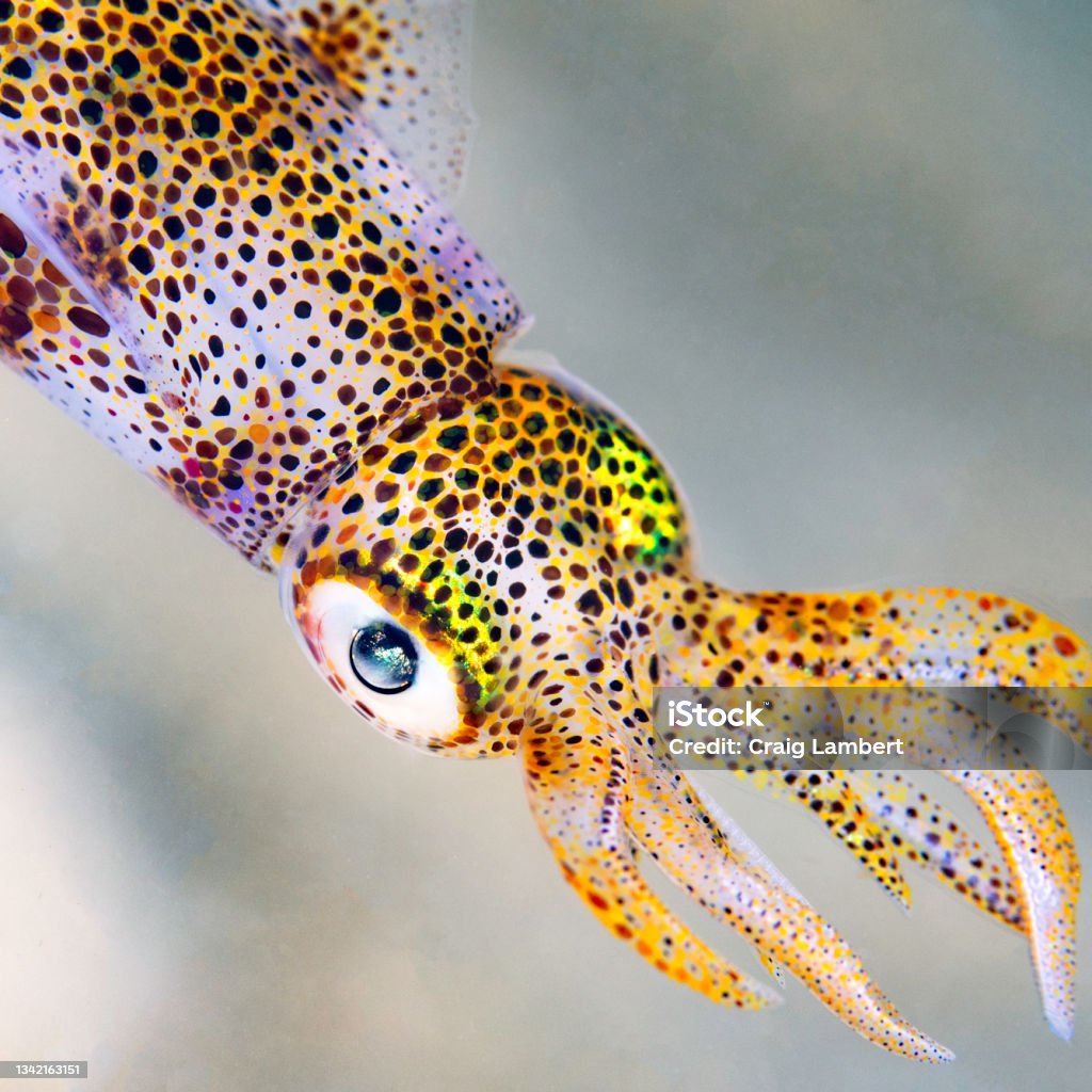 Baby Calamari Squid Closeup In The Ocean Stock Photo - Download Image