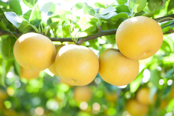 istock ripe asian pears hanging on the tree 1342164066
