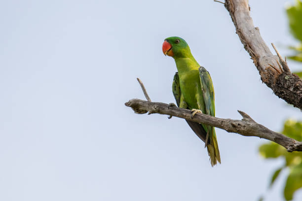istock Blue-naped parrot perched on the tree branch. 1342164261