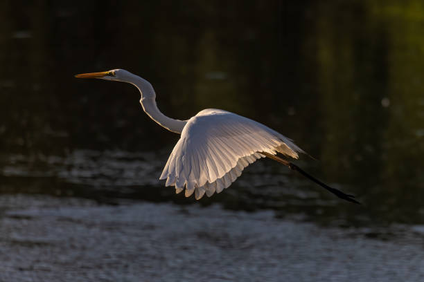 istock Nature wildlife image of cattle egret on flying 1342164839