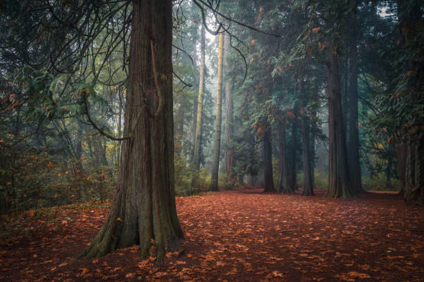 istock Autumn Colors In The Forest 1342165064