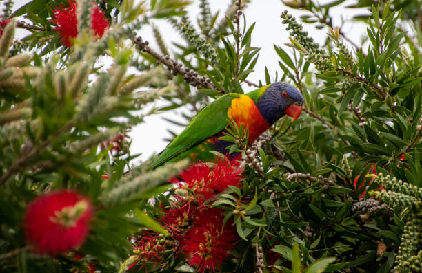 istock Springtime with the Rainbow Lorikeet and the bottlebrush flowers 1342165920