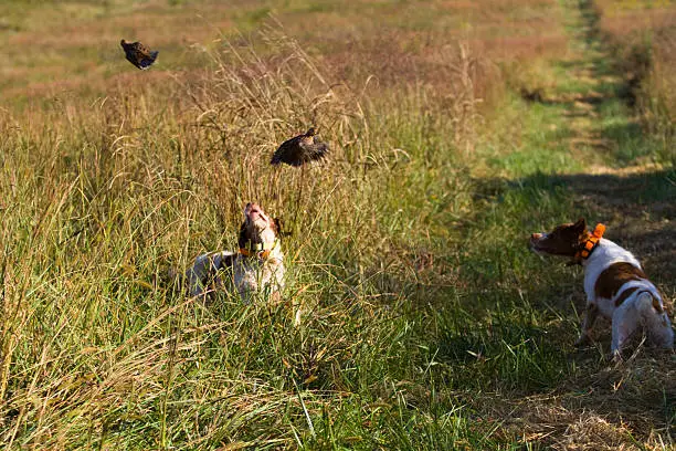 Brittany Spaniels flushing quail.