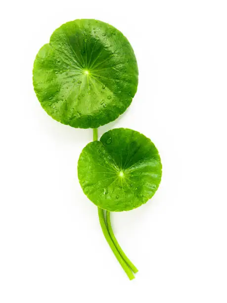 Photo of Centella asiatica leaves isolated on white background.