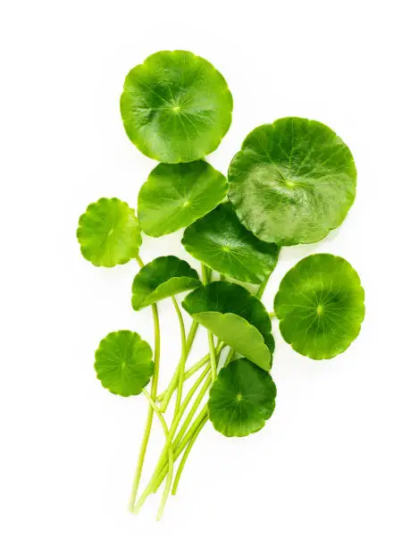 Centella asiatica leaves isolated on white background.