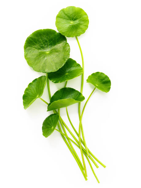 istock Centella asiatica leaves isolated on white background. 1342173992