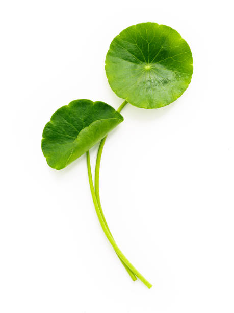 istock Centella asiatica leaves isolated on white background. 1342174091