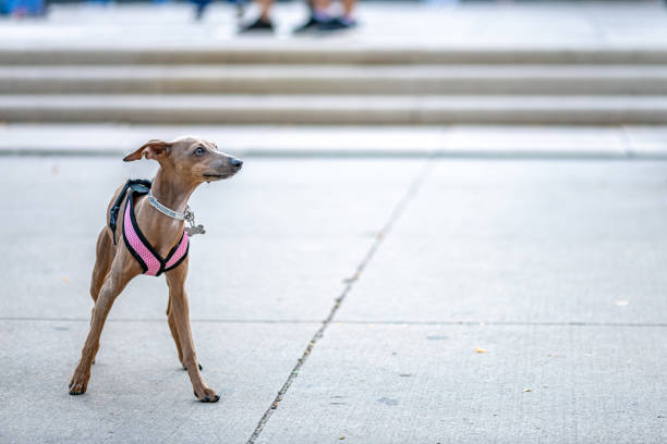 歩道のイタリアのグレイハウンド - italian greyhound ストックフォトと画像