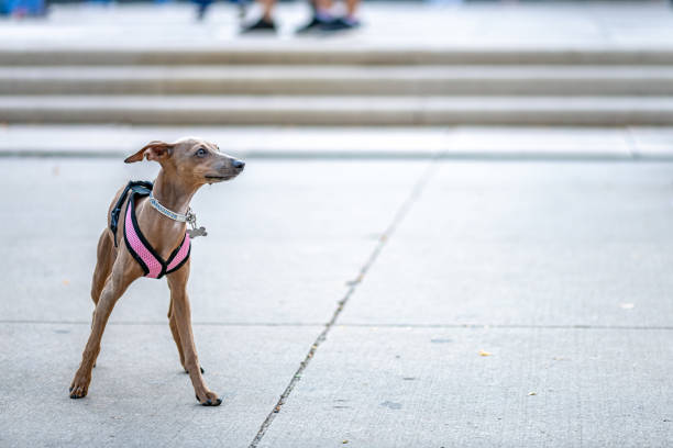 galgo italiano na calçada - print media fotos - fotografias e filmes do acervo