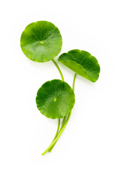 istock Centella asiatica leaves isolated on white background. 1342174237
