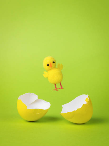 istock A small yellow chicken flies out of a yellow broken egg. 1342174283
