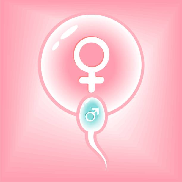 精子と卵。人間の受精。 - human sperm eggs human egg sex点のイラスト素材／クリップアート素材／マンガ素材／アイコン素材