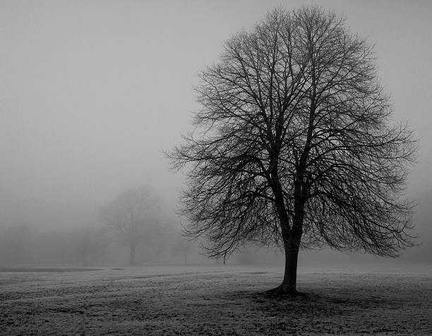 istock Solo tree in thick fog 134217505