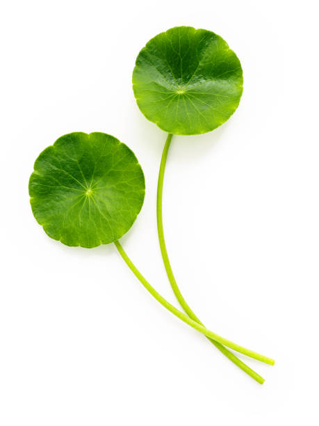 istock Centella asiatica leaves isolated on white background. 1342176342