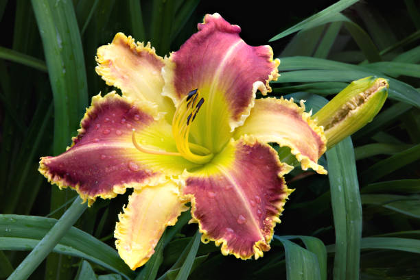 istock Unusual Daylily Petals with Sharp Pointed Edges 1342176390