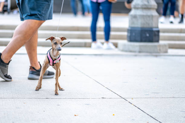 Chicago, IL - September 16, 2021: A beautiful Italian Greyhound plays at the park.