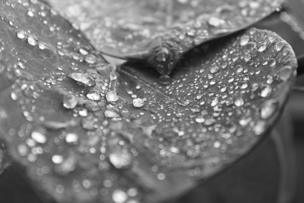 istock Abstract: Black and white rain drops on large leaves 1342177373