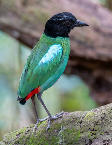 natura immagine della fauna selvatica di pitta incappucciata del borneo (pitta sordida mulleri) nella giungla della foresta pluviale - hooded pitta foto e immagini stock