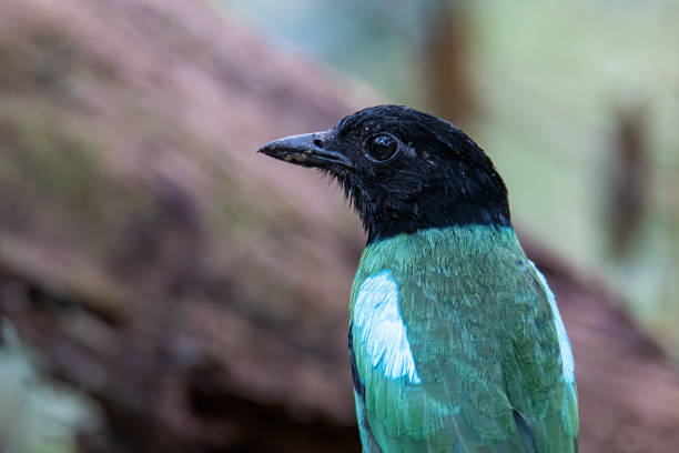 natura immagine della fauna selvatica di pitta incappucciata del borneo (pitta sordida mulleri) nella giungla della foresta pluviale - hooded pitta foto e immagini stock