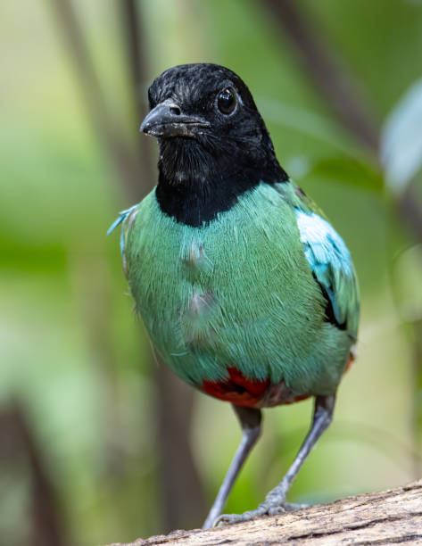 natura immagine della fauna selvatica di pitta incappucciata del borneo (pitta sordida mulleri) nella giungla della foresta pluviale - hooded pitta foto e immagini stock