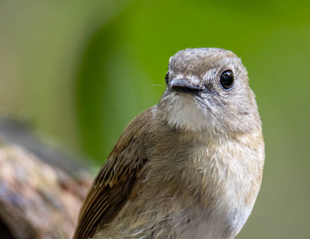 istock Fulvous-chested Jungle-Flycatcher (Rhinomyias olivacea) Borneo Island. 1342178531