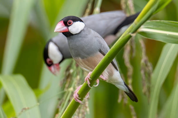 istock Nature Wildlife image of beautiful pair of bird Java sparrow (Lonchura oryzivora) with green background 1342178543