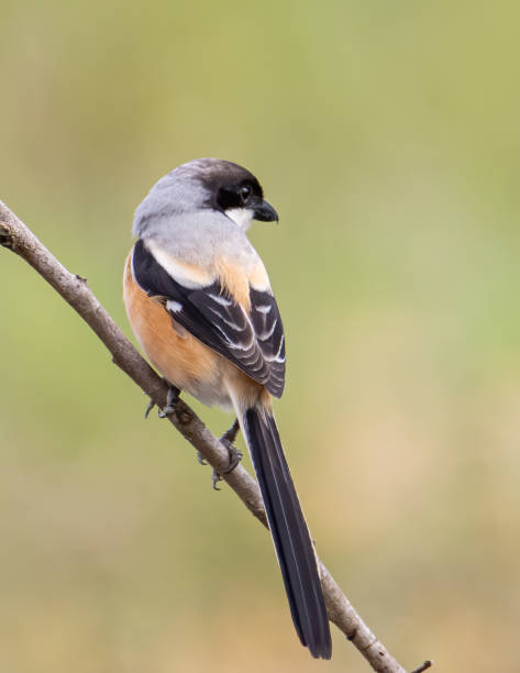 istock Nature wildlife image of Long-Tailed Shrike perch on tree brunch 1342178585