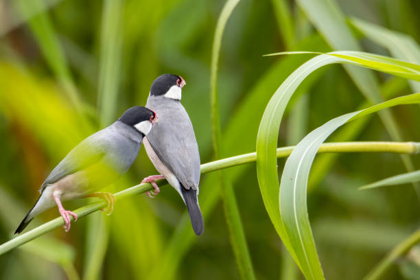 istock Nature Wildlife image of beautiful bird Java sparrow (Lonchura oryzivora) with green background 1342178586