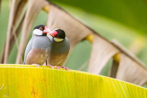 Nature Wildlife image of beautiful pair of bird Java sparrow (Lonchura oryzivora) with green background