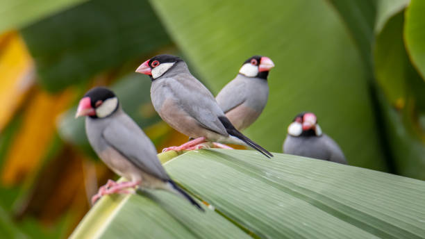 istock Nature Wildlife image of beautiful pair of bird Java sparrow (Lonchura oryzivora) with green background 1342179112