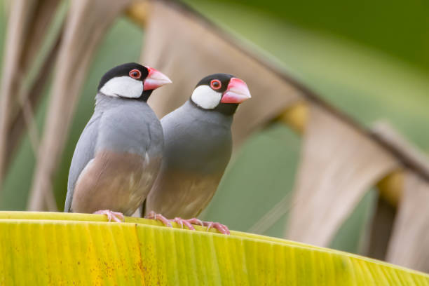 istock Nature Wildlife image of beautiful pair of bird Java sparrow (Lonchura oryzivora) with green background 1342179113