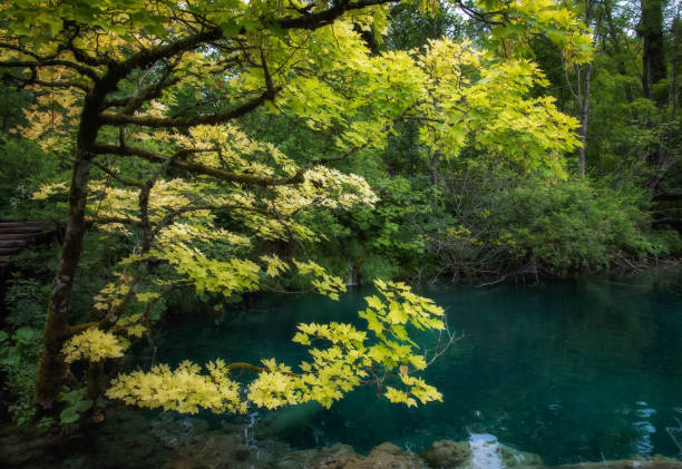 istock Summer in Plitvice Lakes National Park 1342181728