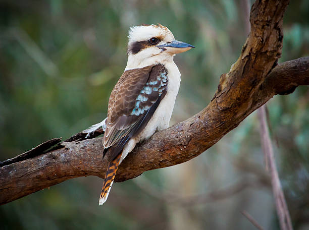 Australian Kookaburra sitting on a tree branch