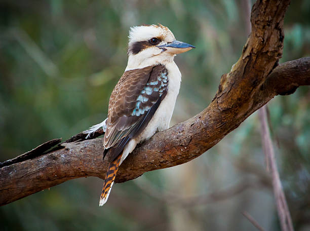 Australian Kookaburra sitting on a tree branch The Kookaburra is an Australian bird kookaburra stock pictures, royalty-free photos & images