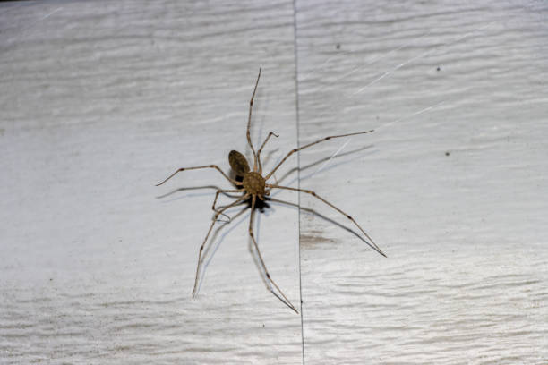 istock Brown spider on vinyl siding 1342182710