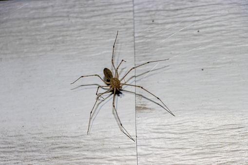 Brown spider on vinyl siding