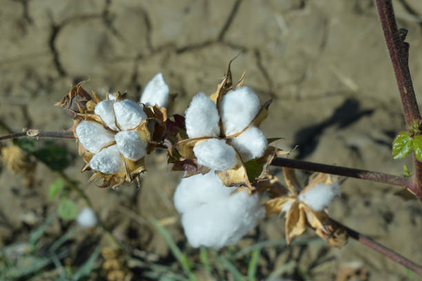 istock cotton as an agricultural crop 1342183714