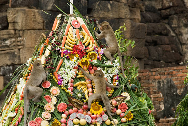 Monkey buffet festival . fruits buffet festival for monkey every year in Lopburi city, Middle of Thailand. serious monkey stock pictures, royalty-free photos & images