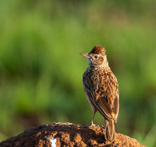 Rufous-naped Lark on mound Rufous-naped Lark standing on an ant heap looking to the left rufous naped lark mirafra africana stock pictures, royalty-free photos & images