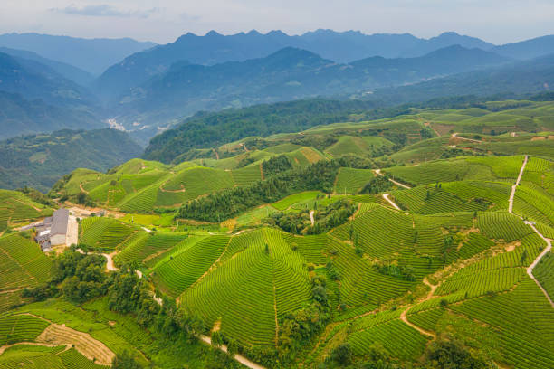 istock Aerial view of tea field in mountain 1342188230