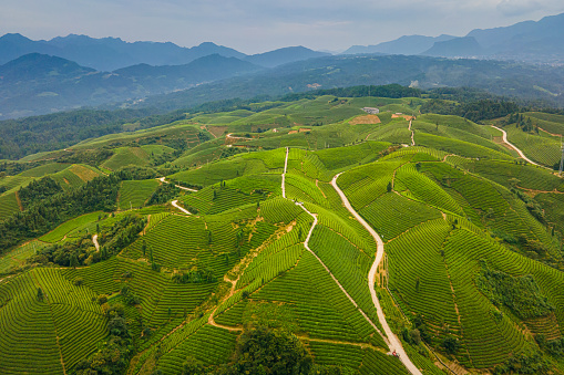 Aerial view of tea field in mountain